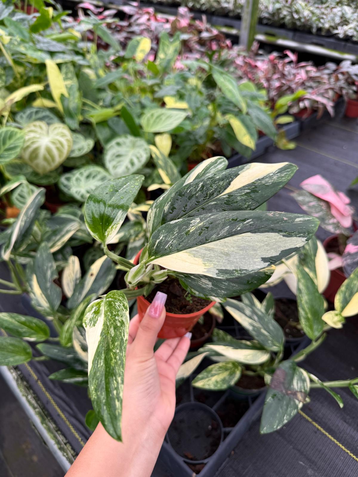 Monstera Standleyana Albo Variegata